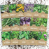 Organic Herb Seeds Variety Pack - 16 Individual Packs - 2026 Season