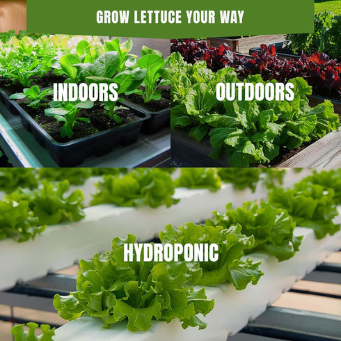 Pack 15 7300+ Lettuce & Salad Greens Seeds Variety Spinach, Kale, Arugula, Romaine & Iceberg Lettuce Varieties, Non-GMO