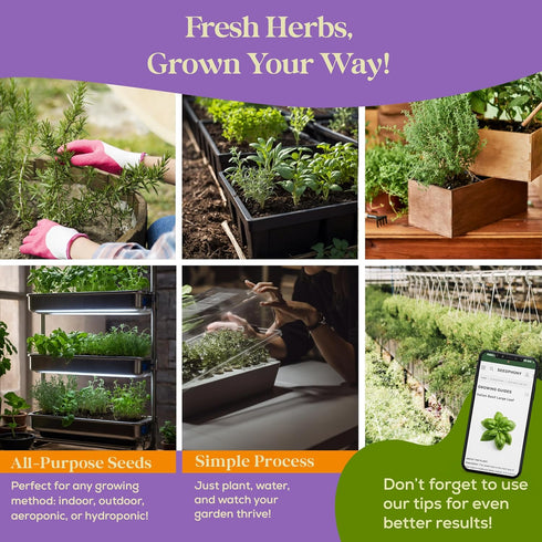 25 Pack 13,055+ Culinary Herb Seeds Variety - Non-GMO Heirloom Herbs Seeds for Planting Indoor & Outdoor: Rosemary
