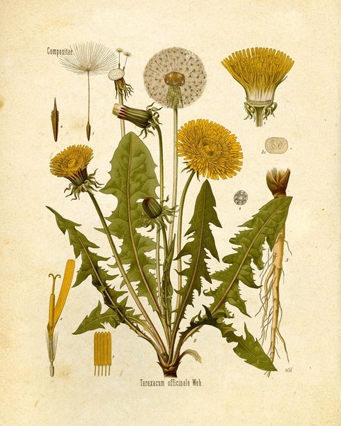 Ink Inc. Botanical Prints Wildflower Prints - Set of 6-8x10 - Unframed