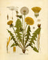 Ink Inc. Botanical Prints Wildflower Prints - Set of 6-8x10 - Unframed