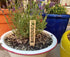 Set 12 Bamboo Herb Markers - of Beautiful Garden Labels - Sturdy Outdoor Garden or Potted Herb Markers