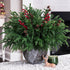 17 Branches,19 Inch HyeFlora PCS Christmas Norfolk Pine Stems with Small Pinecones and Red Berries Real Touch