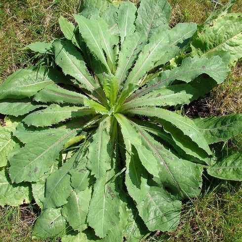 Packet 50 Palm Beach Medicinal Herbs - Wild Lettuce (Lactuca virosa) - of Seeds