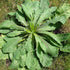 Packet 50 Palm Beach Medicinal Herbs - Wild Lettuce (Lactuca virosa) - of Seeds