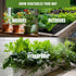 Pack 20 3900+ Vegetable Seeds Variety Tomato, Cucumber, Zucchini, Lettuce, Broccoli & Cabbage Varieties, Non-GMO