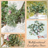 TOPHOUSE 6pcs Artificial Eucalyptus Leaves Stems Bulk - 24.8” Silver Dollar Eucalyptus Artificial Greenery Silk Plant