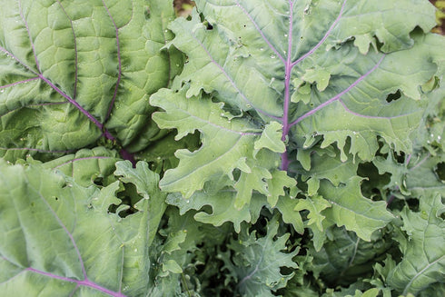 345 Burpee Red Winter Kale Seeds seeds