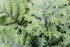 345 Burpee Red Winter Kale Seeds seeds