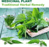 2000 (500 TKE Farms & Gardens - Stinging Nettle Seeds for Planting - Non-GMO Heirloom Seeds mg) - Urtica dioica