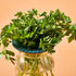 2 2 Pack Modern Sprout Produce Keeper for Fresh Herbs & Greens - Eco-Friendly, BPA-Free, Sustainable Materials