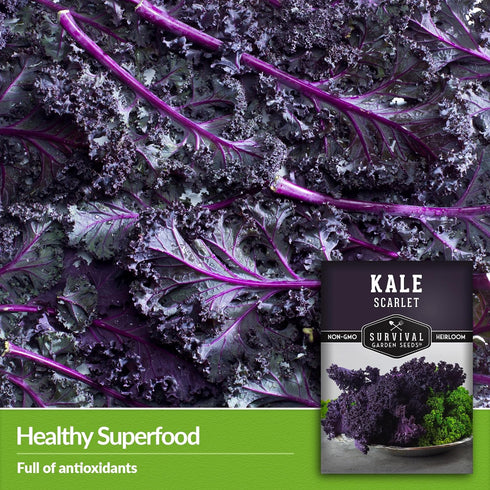 (3 Packs) Scarlet Kale Seeds for Planting Heirloom Purple Kale Cold Hardy for Fall & Spring Vegetable Gardens