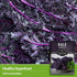 (3 Packs) Scarlet Kale Seeds for Planting Heirloom Purple Kale Cold Hardy for Fall & Spring Vegetable Gardens