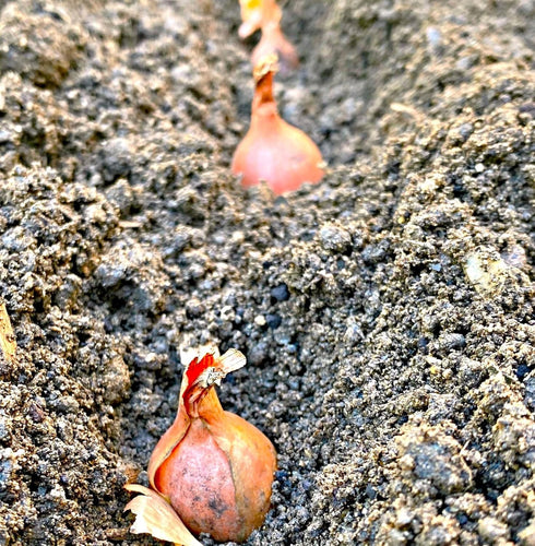 Sets (Bulbs) 20+ Count 2025 F1 Set Bulbs TomorrowSeeds - Nero Shallot - - For Planting Seeds Hybrid Round Traditional