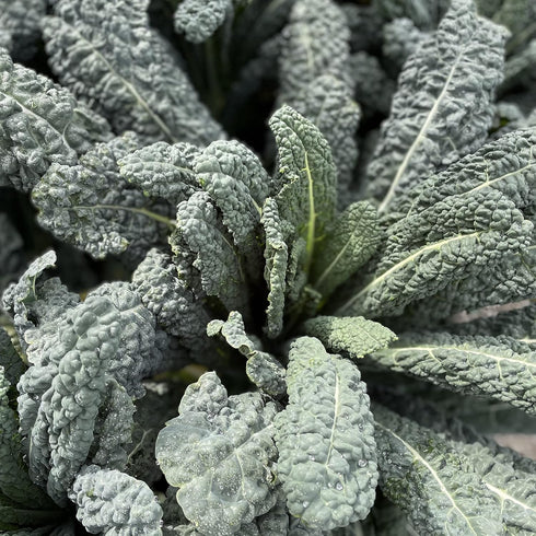 (10-Pack) 100% Sereniseed Certified Organic Leafy Greens Lettuce Seeds Collection Non GMO, Open Pollinated Grow Guide