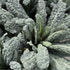 (10-Pack) 100% Sereniseed Certified Organic Leafy Greens Lettuce Seeds Collection Non GMO, Open Pollinated Grow Guide
