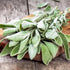 (1 Pack) Seed Needs Sage Seeds for Planting Broad Leaved Herbs - Non-GMO Heirloom & Untreated Culinary Herb Seed