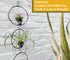Casktcom 5.5" 3 Air Plant Hangers for Ceiling & Windows, Airflow Hanging Air Plant Holder, Tillandsia Succulent Display