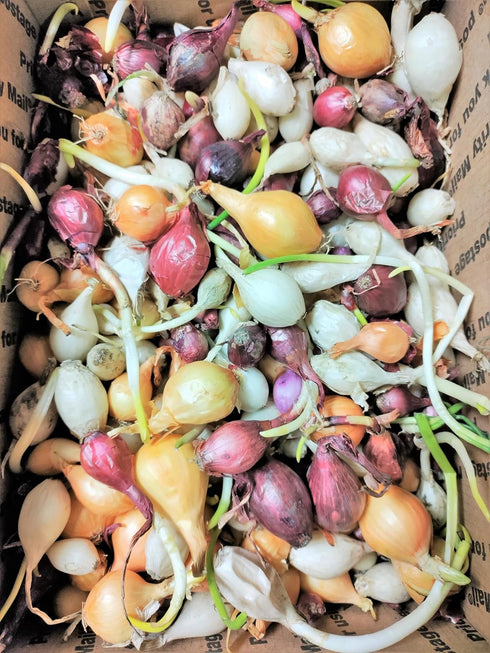 3 Sets (Bulbs) 1/2 (~50 Sets) 2026 TomorrowSeeds - Colors Mix Onion - Pound - Fresh Crop, Stored Cold, for Planting