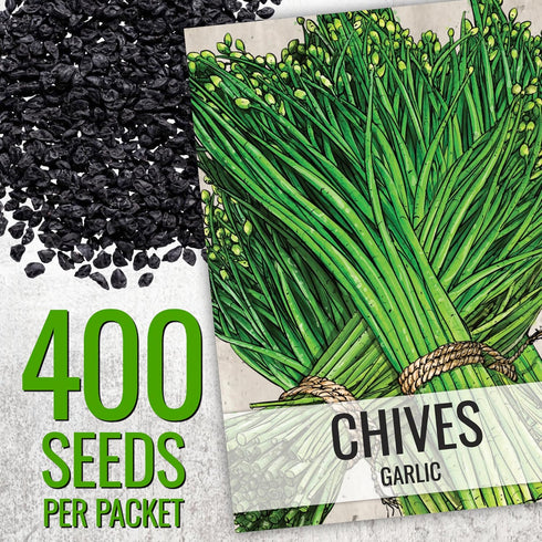Common 2 Packets) Seed Needs Chive Seeds for Planting Garlic & Chives Herbs - Non-GMO Heirloom & Untreated Garden Seed
