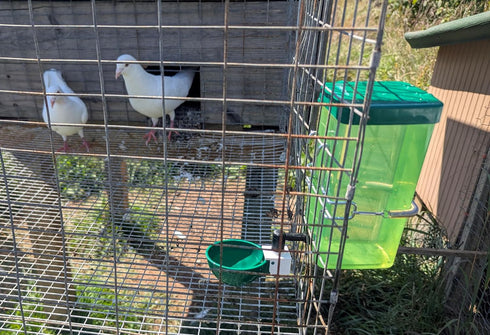 Hen's Choice 1L Drinker with Cup and Nipple for Small Animals