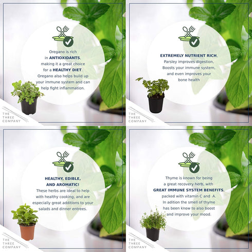 6 Pack Live Aromatic and Edible Herb Assortment (Rosemary, Eucalyptus, Mint, Lemon Balm, Other Assorted Herbs), Plants