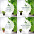 6 Pack Live Aromatic and Edible Herb Assortment (Rosemary, Eucalyptus, Mint, Lemon Balm, Other Assorted Herbs), Plants