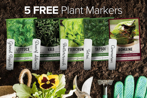 5 Pack Gardeners Basics, Hydroponic Seeds for Planting Planting Indoors and Outdoor Variety - Tatsoi, Kale