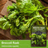 (2 Packs) San Marzano Raab Broccoli Rabe Seeds for Planting Italian Heirloom Rapini Variety, Fast-Growing Cool-Season