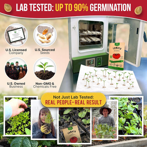Pack 0.5 250 Packet, Red Beefsteak Tomato Seeds G - Over Non-GMO Heirloom Tomato Seeds for Planting Vegetables