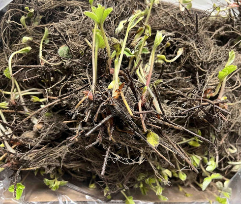 Votaniki #1 (20 Pack) Pineberry White Strawberry - Perennial Strawberry Grade Bare Root Ready to Plant | Edible
