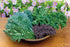 100 Burpee Kale Blend Kale Seeds seeds