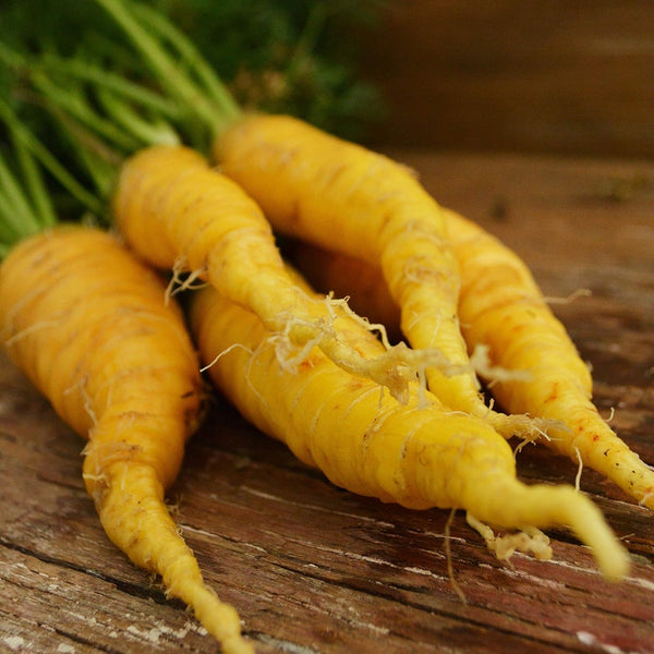 Solar Yellow Carrot - 150 Seeds - Heirloom & Open-Pollinated Variety, Non-GMO