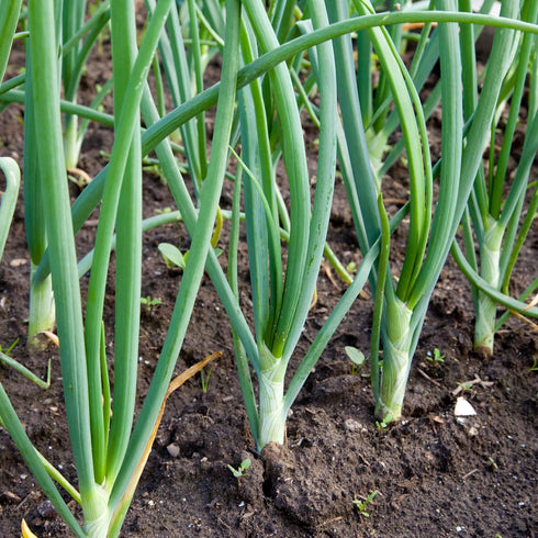 Sets, 8 oz, Non-GMO Onion Red, White, Yellow Mix, Home Garden Assortment, Planting Guide Included, Stargazer Perennials