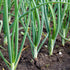 Sets, 8 oz, Non-GMO Onion Red, White, Yellow Mix, Home Garden Assortment, Planting Guide Included, Stargazer Perennials