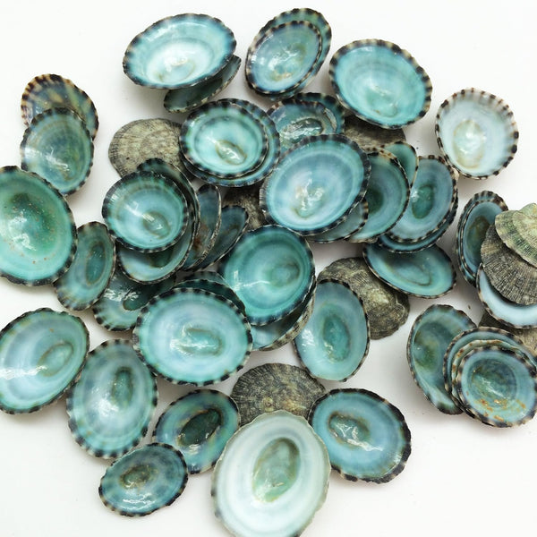 PEPPERLONELY 50PC Green Limpet Shells, Craft Sea Shells, Sizes 1/2 Inch to 1 Inch