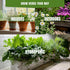 Pack 15 2950+ Medicinal Herb Seeds Variety Calendula, Echinacea, Lemon Balm, Hyssop & Lovage Varieties, Non-GMO
