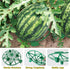 (10, Plant Melon Supports Cages Cradles Trellis for Watermelon, Cantaloupe, Pumpkins, Strawberries Avoid Ground Rot
