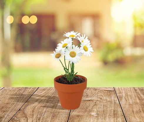 5cm Pack (20 Count), 20 BUZZY Daisy Seeds & Genuine Terracotta Mini Pot Bulk Includes Each of pots, Soil pellets