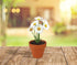 5cm Pack (20 Count), 20 BUZZY Daisy Seeds & Genuine Terracotta Mini Pot Bulk Includes Each of pots, Soil pellets