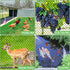 3/4' Bird Netting - Heavy Duty Nylon Net with Mesh for Garden Protection, Chicken Coop and Orchard