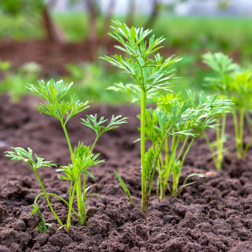 (5 Packs) Seed Needs Carrot Seeds for Planting Tendersweet Carrots - Non-GMO Heirloom & Untreated Vegetable Seed