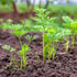 (5 Packs) Seed Needs Carrot Seeds for Planting Tendersweet Carrots - Non-GMO Heirloom & Untreated Vegetable Seed