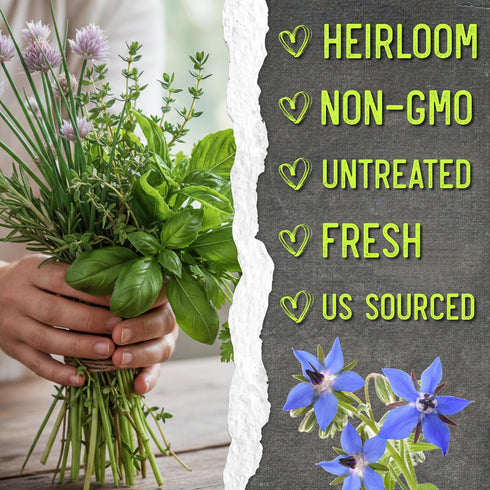 Pack (12 Packets Seed Needs Herb Seeds Variety Culinary Herb Collection Individual for Planting Indoors or Outdoors)