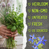 Pack (12 Packets Seed Needs Herb Seeds Variety Culinary Herb Collection Individual for Planting Indoors or Outdoors)