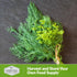 (1 Pack) Compact Dill Seeds for Planting Dwarf Dill for Containers & Small-Space Gardens High Germination Heirloom