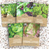 Organic Lettuce & Greens Seeds Variety Pack - 5 Individual Packs -