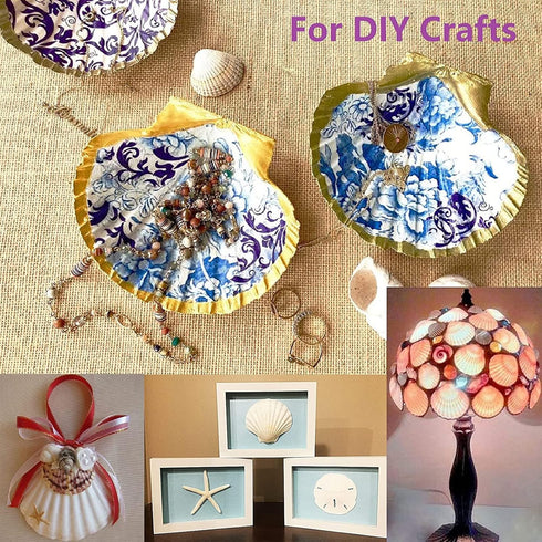 16PCS White Scallop Shells, 2.7"~3.5" for Crafts, Baking Shells, DIY Painting, Wedding Decoration
