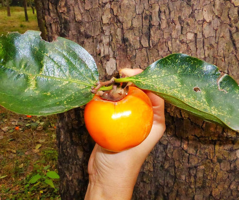 Persimmon 10+ Count 2026 TomorrowSeeds - Japanese Tree Seeds - - for Planting Diospyros Kaki Fuyu Hachiya Asian Chinese