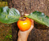 Persimmon 10+ Count 2026 TomorrowSeeds - Japanese Tree Seeds - - for Planting Diospyros Kaki Fuyu Hachiya Asian Chinese